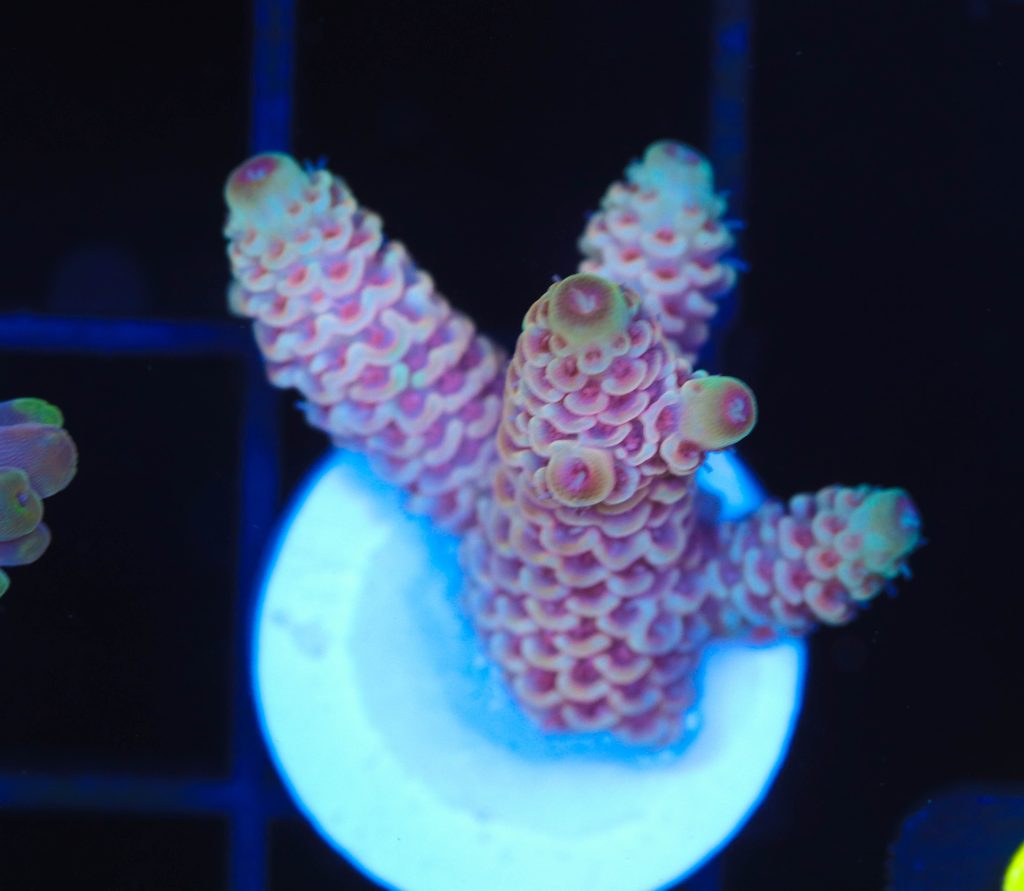 Frag Box Corals