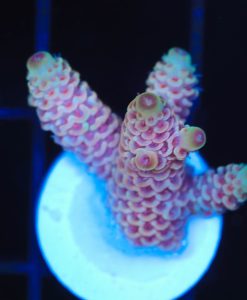 Wysiwyg Princess Peach Acropora  Frag  [F211]