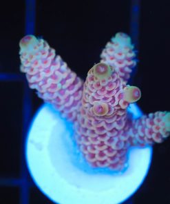 Wysiwyg Princess Peach Acropora  Frag  [F211]