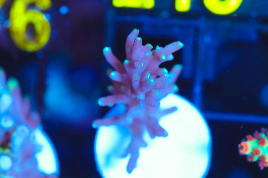 Frag Box Corals
