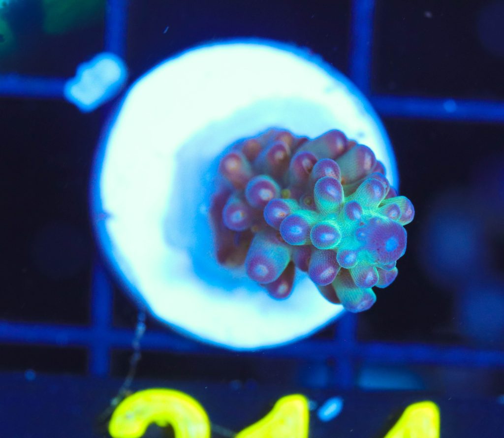 Frag Box Corals