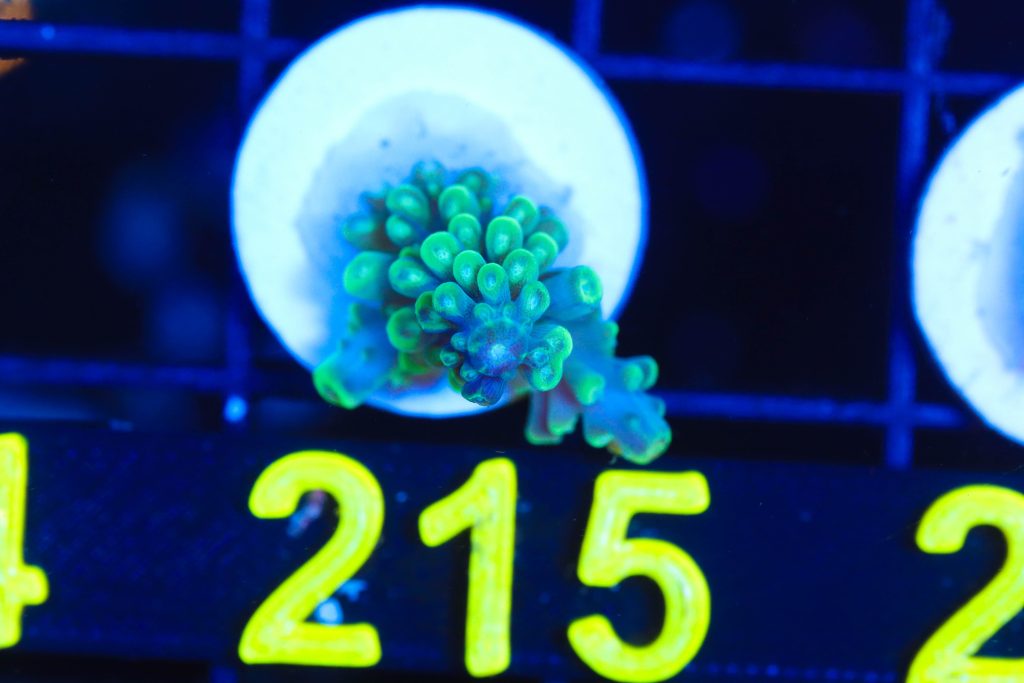 Frag Box Corals