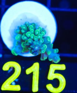Wysiwyg  Acropora Frag  [F215]