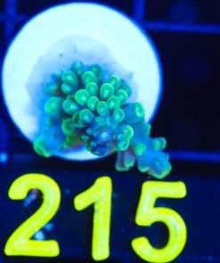 Wysiwyg  Acropora Frag  [F215]