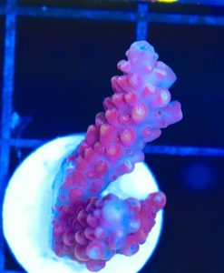 Wysiwyg Red Acropora Frag [F216]