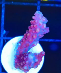 Wysiwyg Red Acropora Frag [F216]