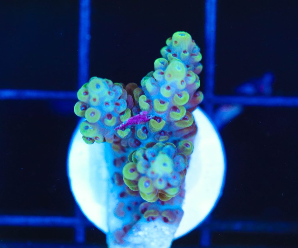 Frag Box Corals