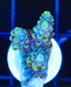 Wysiwyg Yellow Acropora Frag [F217]