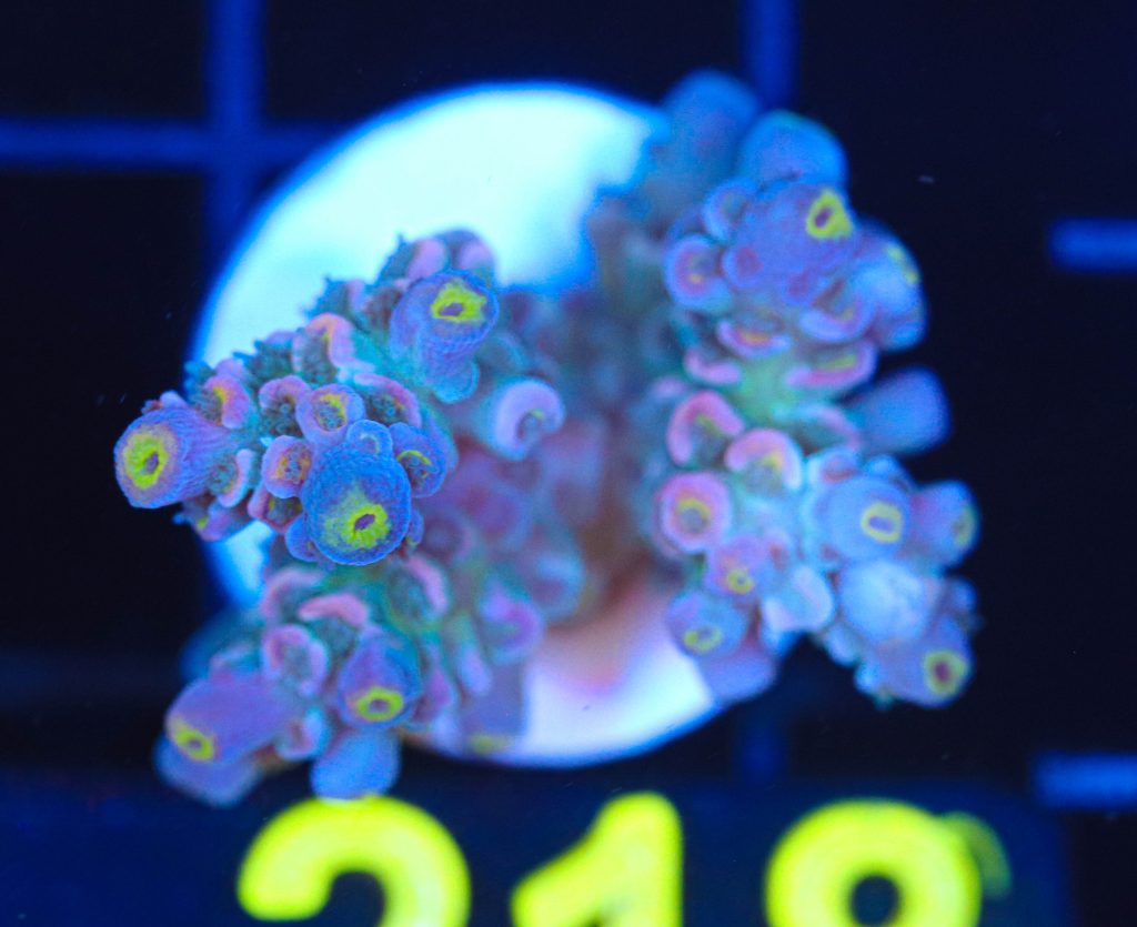 Frag Box Corals