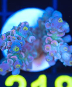 Wysiwyg Acropora Frag [F218]