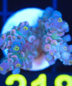 Wysiwyg Acropora Frag [F218]