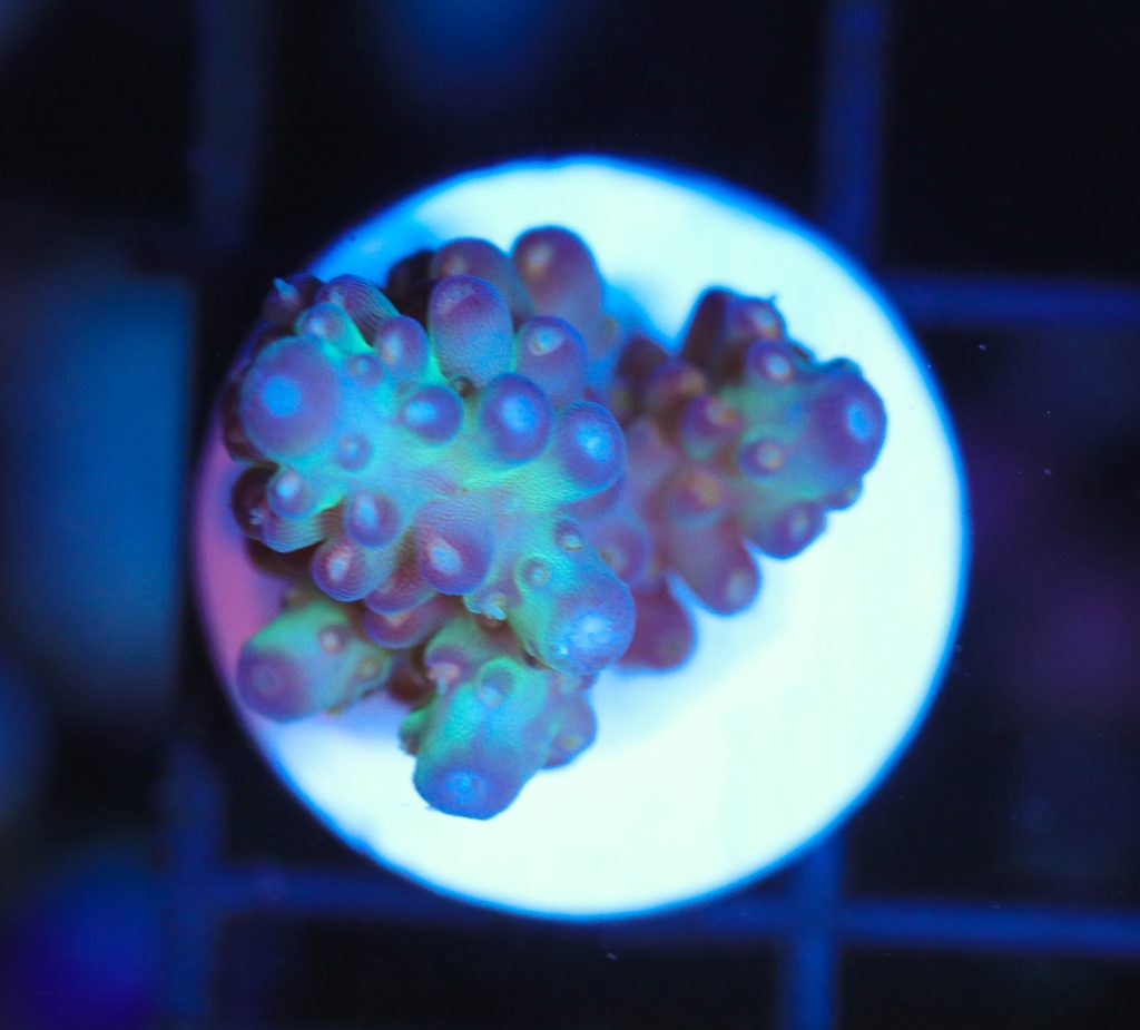 Frag Box Corals