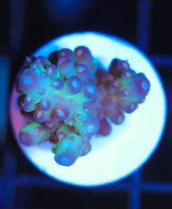 Wysiwyg Acropora Frag [F219]