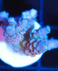 Wysiwyg Acropora Frag  [F220]