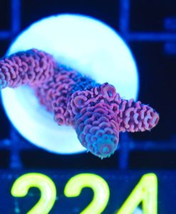 Wysiwyg  Acropora  Frag [F224]