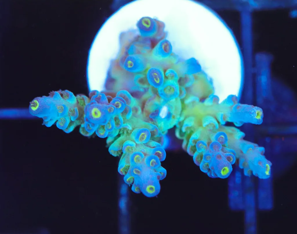 Frag Box Corals