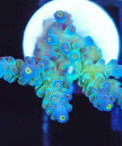 Sub Zero Acropora Frag