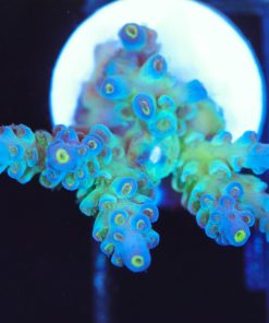 Wysiwyg Sub Zero Acropora Frag [F225]