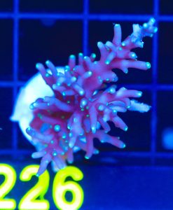 Wysiwyg Large Purple Dragon Acropora Frag [F226]