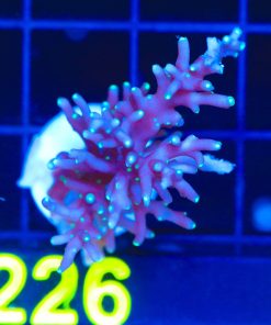 Wysiwyg Large Purple Dragon Acropora Frag [F226]