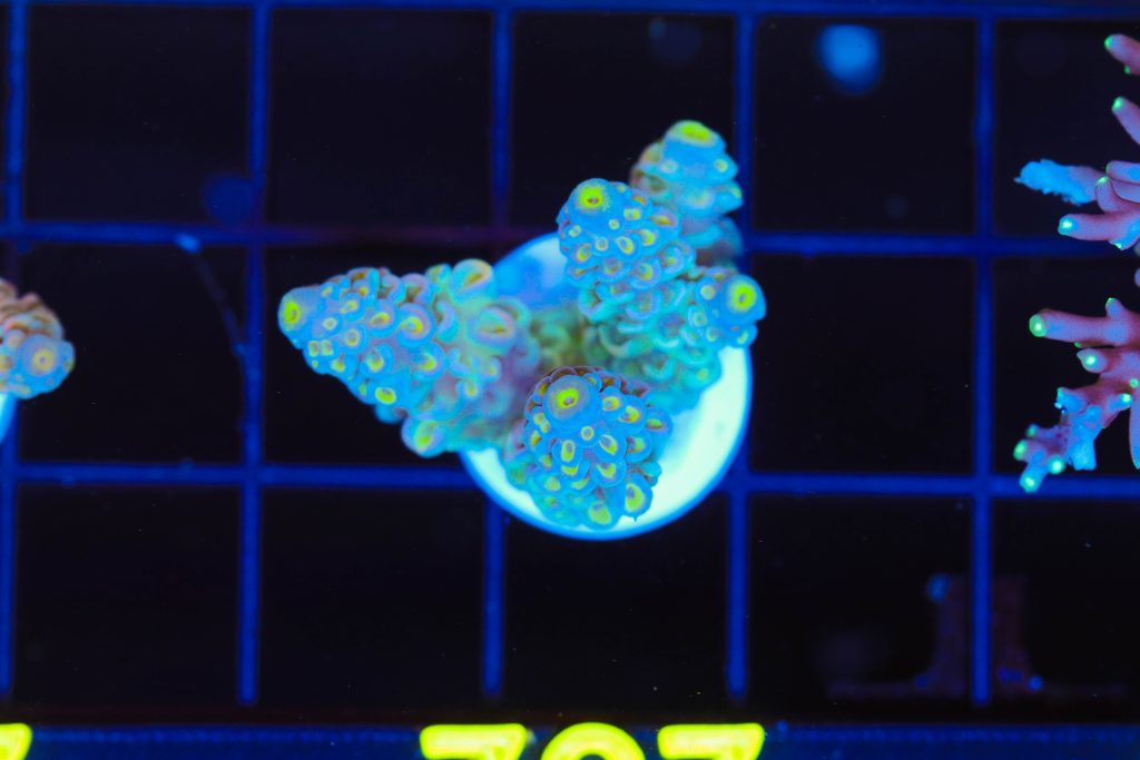Frag Box Corals