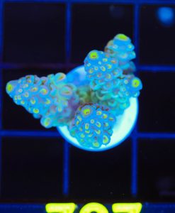 Wysiwyg Avocado Tenuis Acropora Frag [F227]