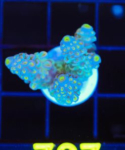 Wysiwyg Avocado Tenuis Acropora Frag [F227]