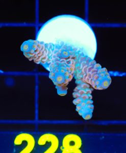 Wysiwyg Acropora Frag [F228]