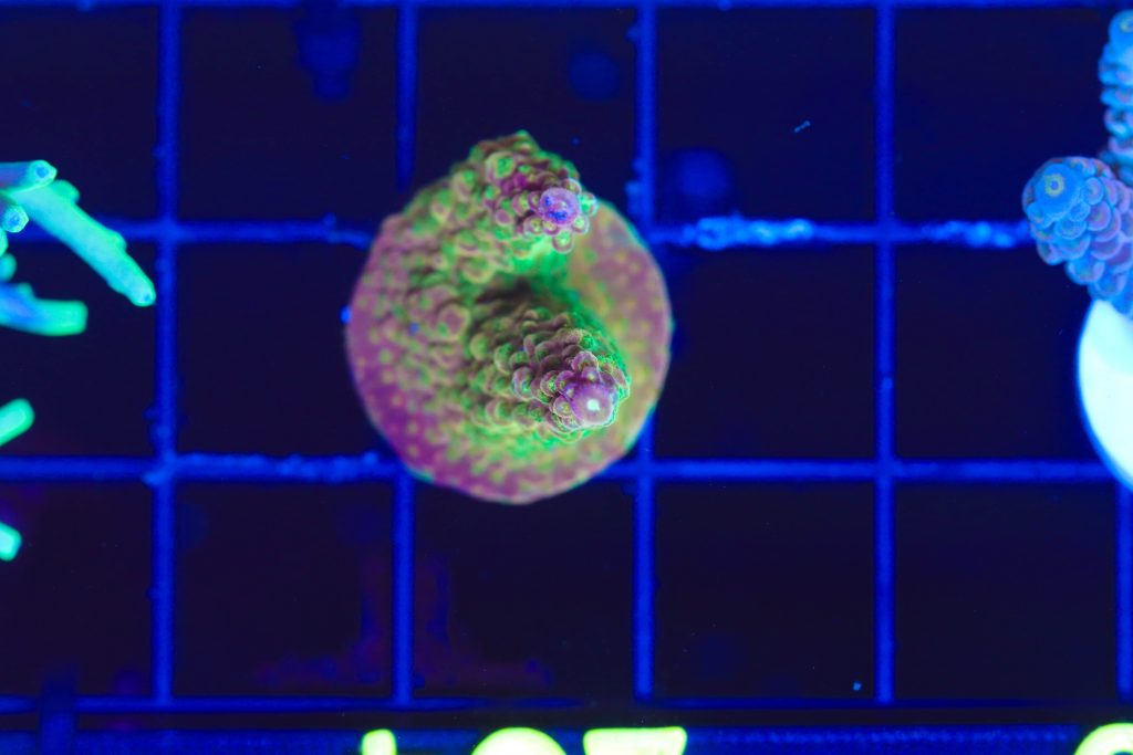 Frag Box Corals