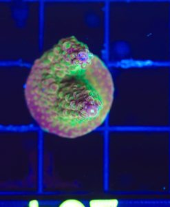 Wysiwyg Acropora large  Frag [F229]
