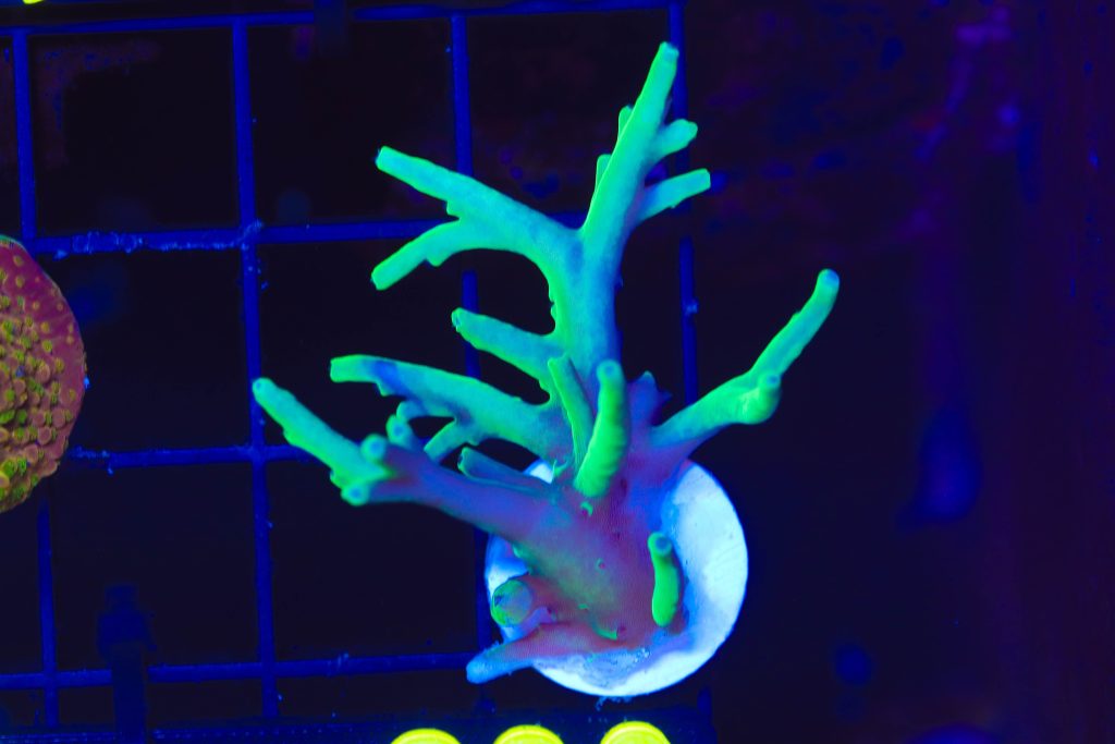 Frag Box Corals