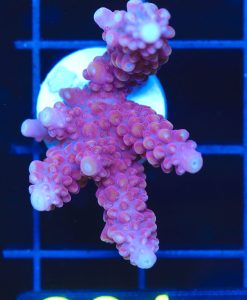 Wysiwyg Red Wine Acropora Frag [F231]