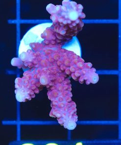 Wysiwyg Red Wine Acropora Frag [F231]