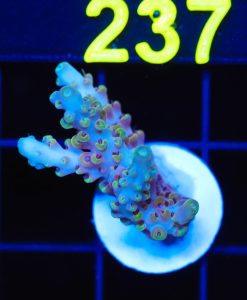 Wysiwyg Acropora Frag [F232]