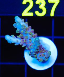 Wysiwyg Acropora Frag [F232]