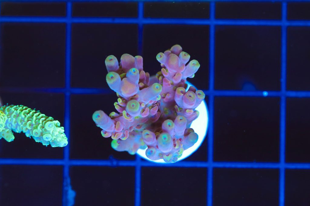 Frag Box Corals