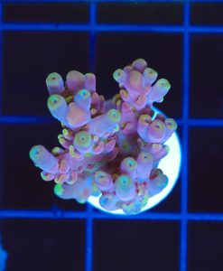 Wysiwyg  Acropora Sublata  Frag[F233]
