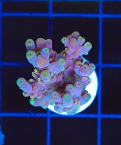 Wysiwyg  Acropora Sublata  Frag[F233]