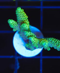 Wysiwyg Large Sunshine Acro Frag [F234]