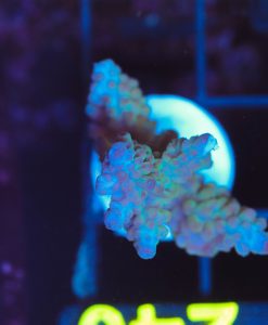 Wysiwyg Large Acro Frag  [F235]