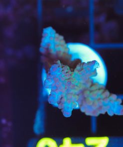 Wysiwyg Large Acro Frag  [F235]