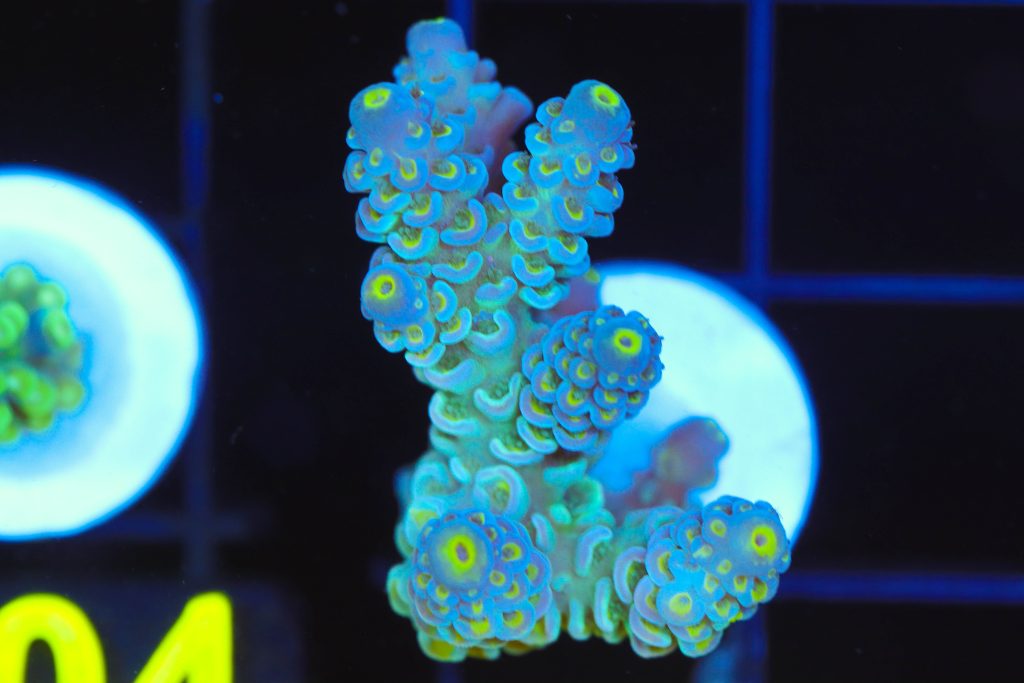 Frag Box Corals