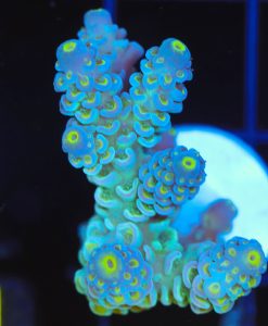 Wysiwyg Large Daquiri Acropora Frag [F236]