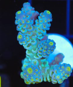 Wysiwyg Large Daquiri Acropora Frag [F236]