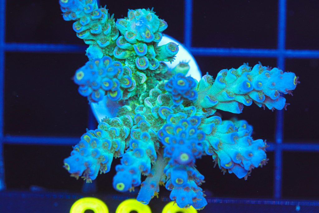 Frag Box Corals