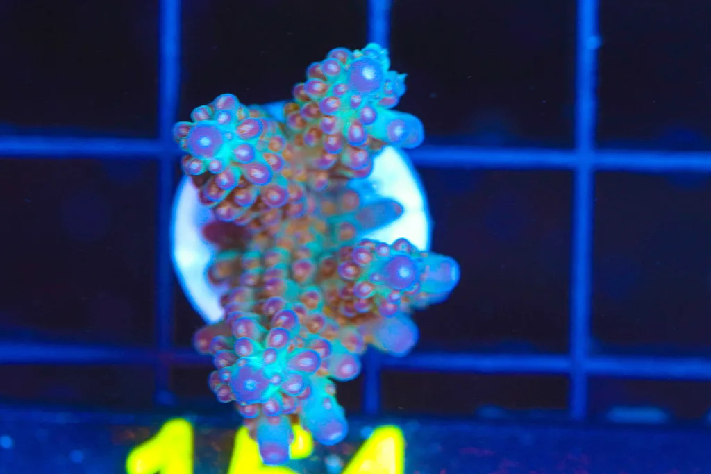 Frag Box Corals