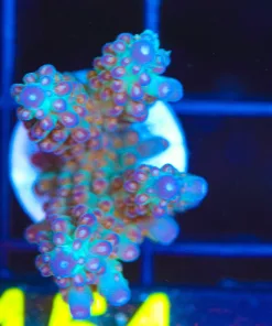 Wysiwyg Large Triple Treats Acropora Frag [F154]