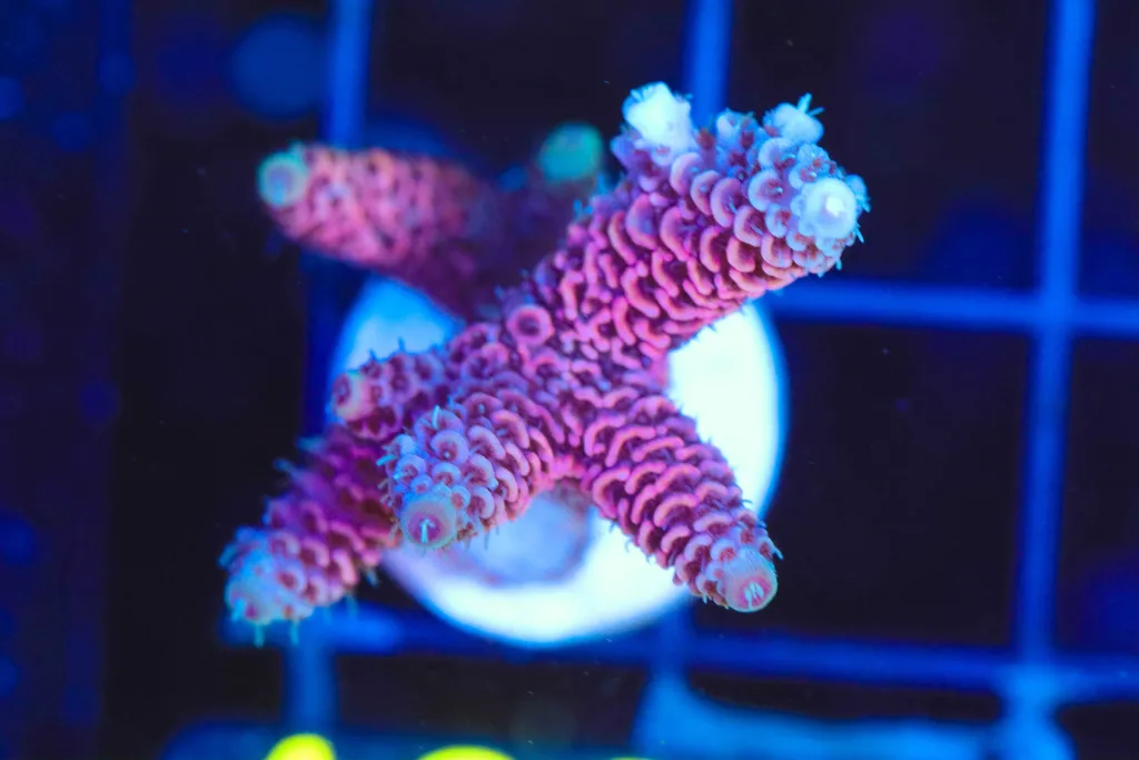Frag Box Corals
