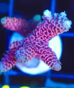 Wysiwyg  Millepora Acropora Frag [F160]