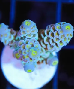 Wysiwyg Blue Tip Yellow Corallite Acropora Tenuis Frag [F164]